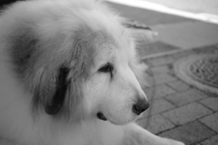 お昼、番犬してるココちゃま