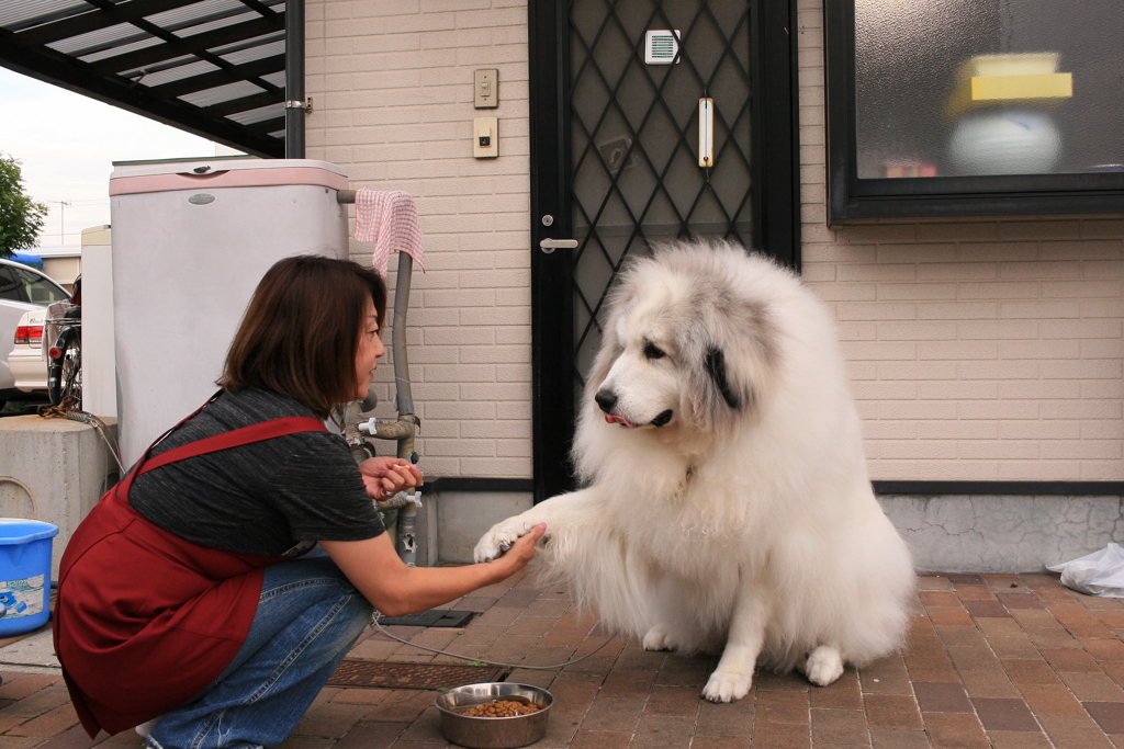 ココさんのお手