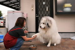 ココさんのお手