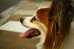 虫歯がひどい与太郎君