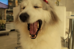 あくびしてるココちゃん