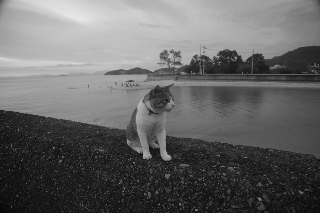 今日もトム君は元気