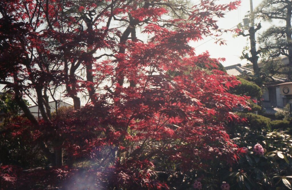 夏でも赤い紅葉　フィルムにて