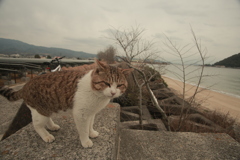 昨日のトム君