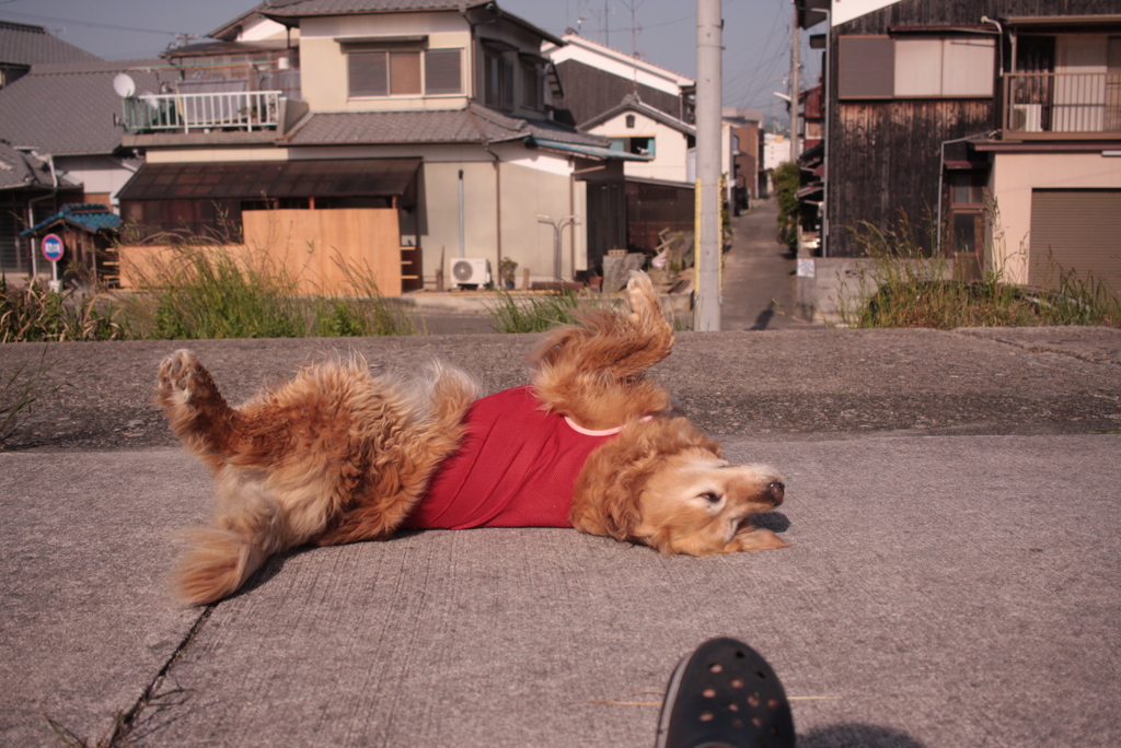 ゴロンゴロンするみゅうちゃん