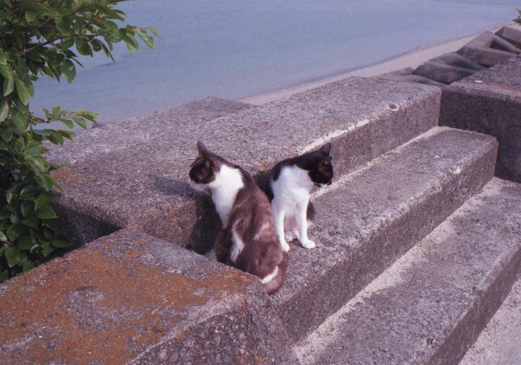 フィルムカメラEos650にて