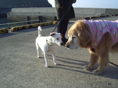 ククルとみゅうちゃん