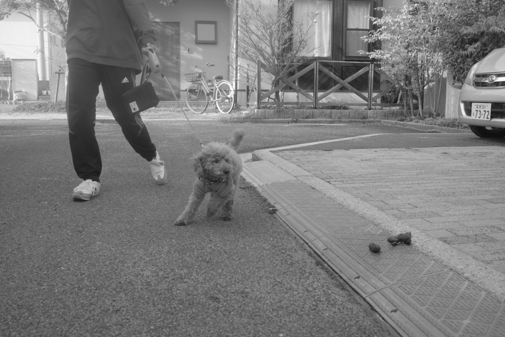 散歩に出かけるロロちゃん