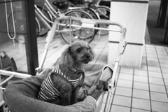 元気で元ちゃん