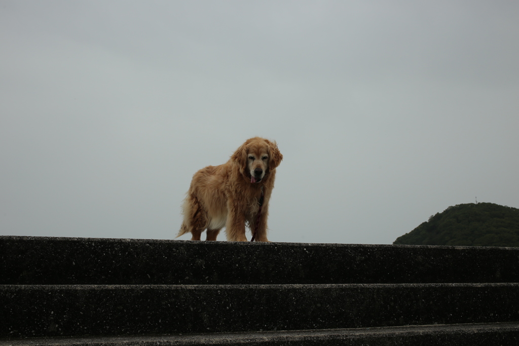 みゅうちゃんと昼散歩