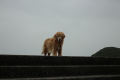 みゅうちゃんと昼散歩