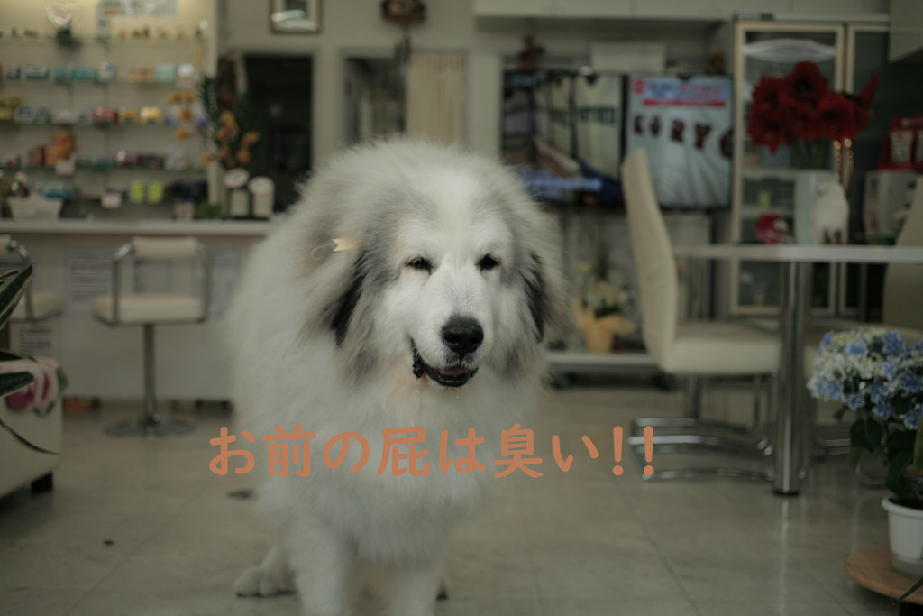 ココさんのきもち