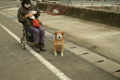 散歩中のモモちゃん