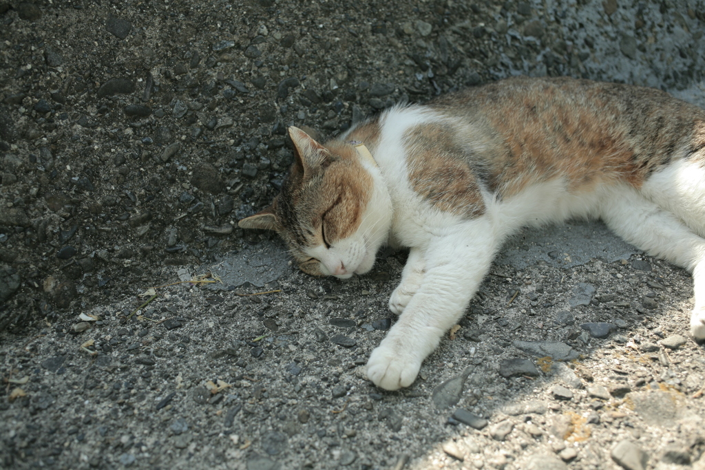 ねんねするトム君