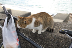 マルナカの袋が気になるトムくん