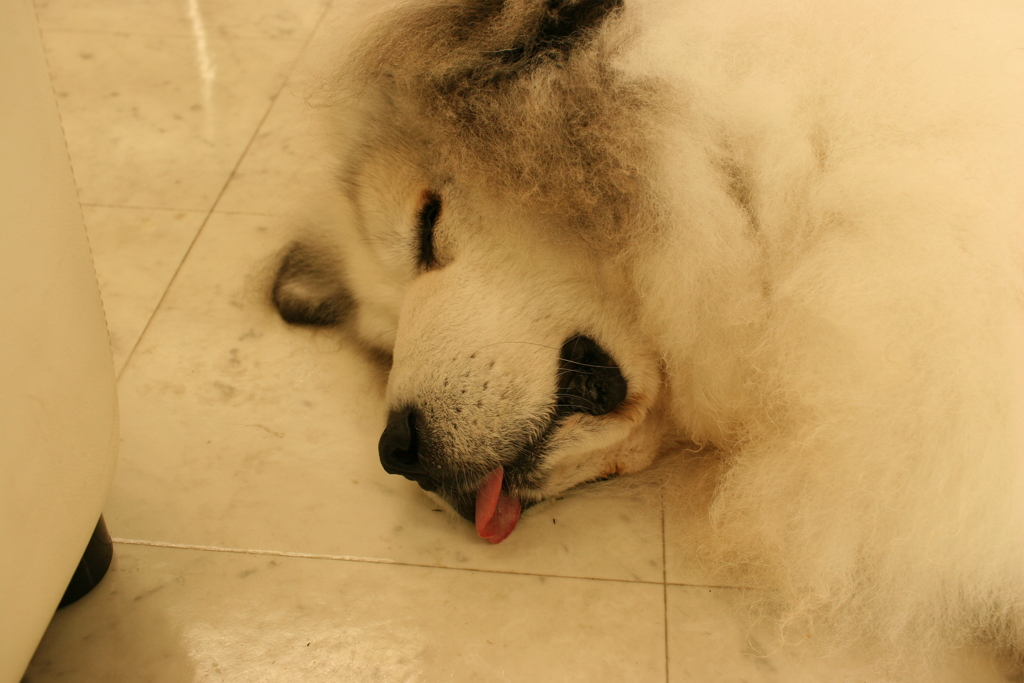 お店番してるココさん