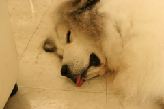 お店番してるココさん