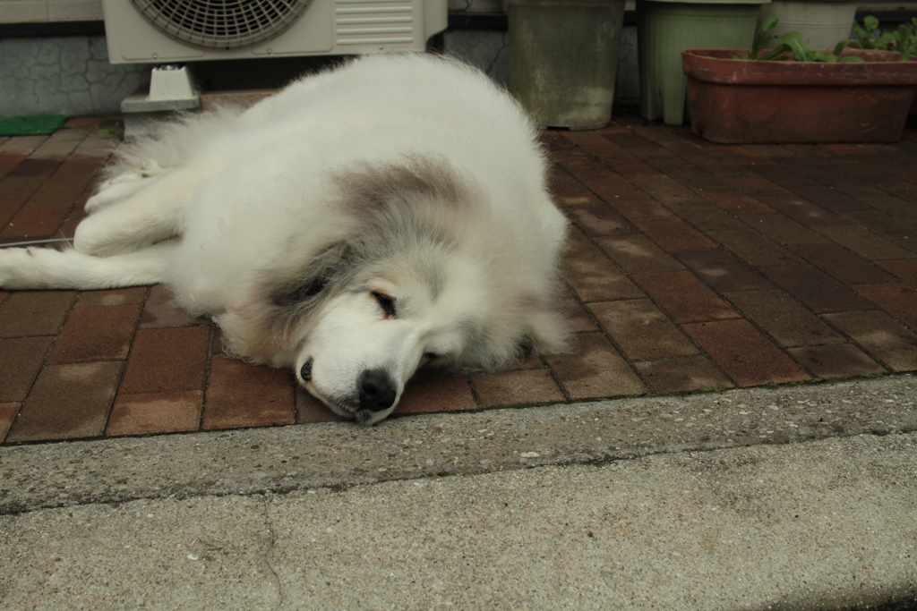 日曜のココちゃん