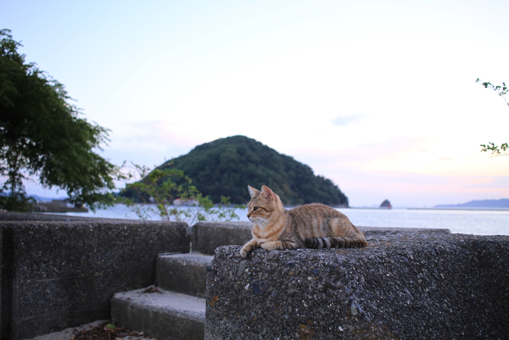 猫と鹿島