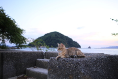 猫と鹿島