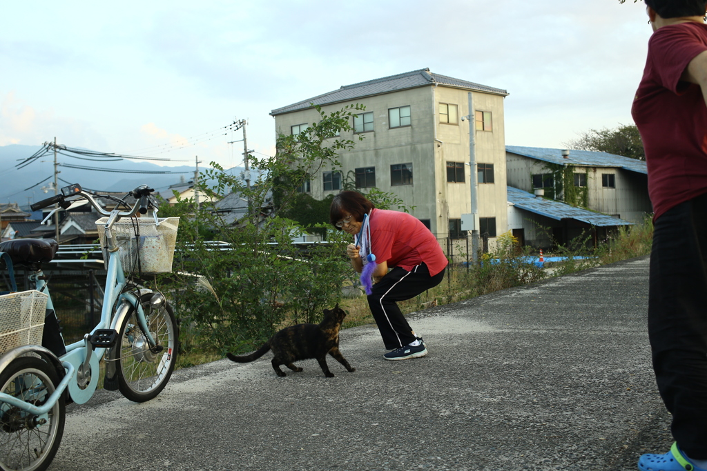 猫遊び