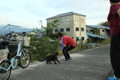 猫遊び