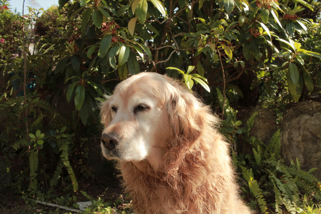 もうちょっとで営業再開のみゅうちゃん