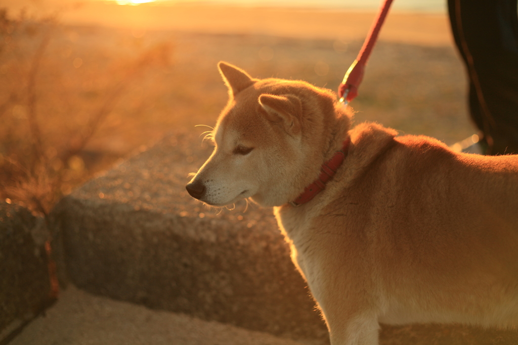 手出したらウーウー言われた