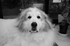 ポニョポニョしてるココ様