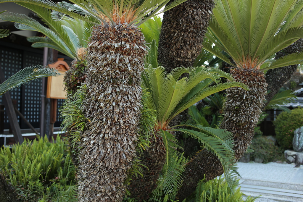 法然寺（ほうねんじ）にて