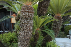 法然寺（ほうねんじ）にて