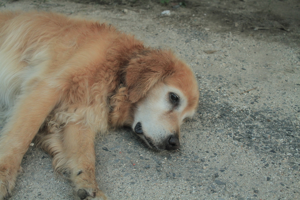 お宿番してるみゅうちゃん