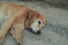 お宿番してるみゅうちゃん