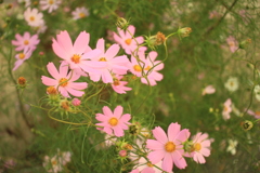 名前は忘れたけど春と秋の花