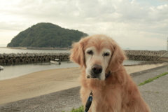 みゅうちゃんと散歩