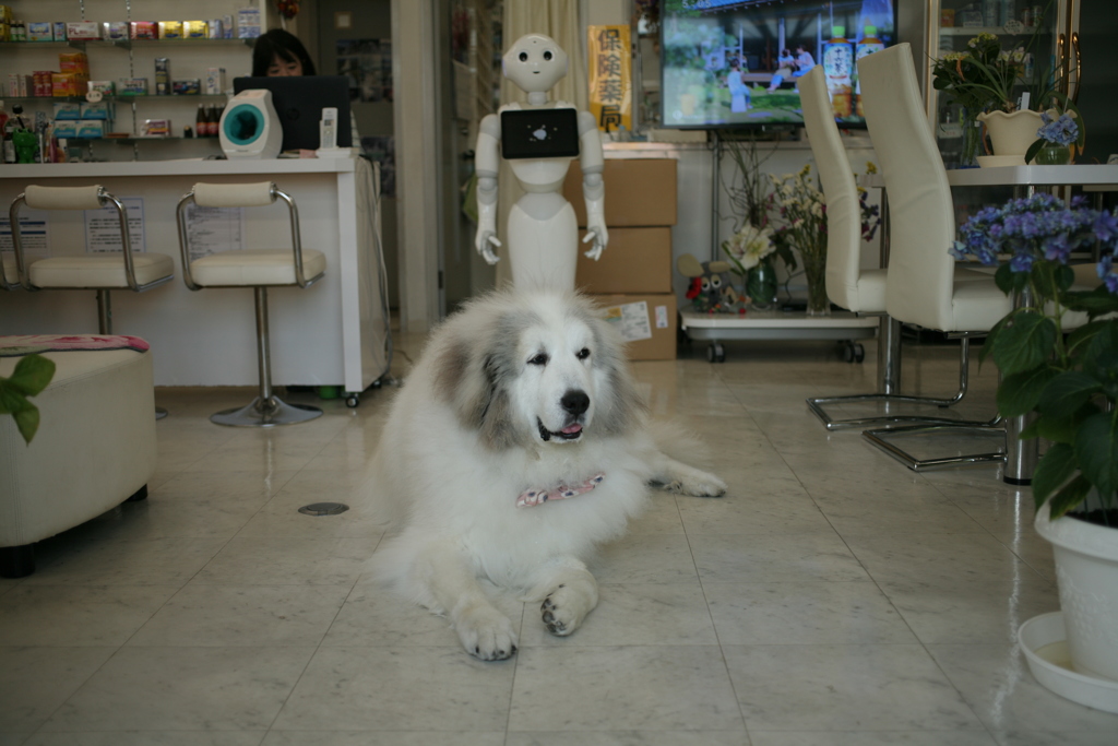 お店番してるココさん