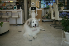 お店番してるココさん