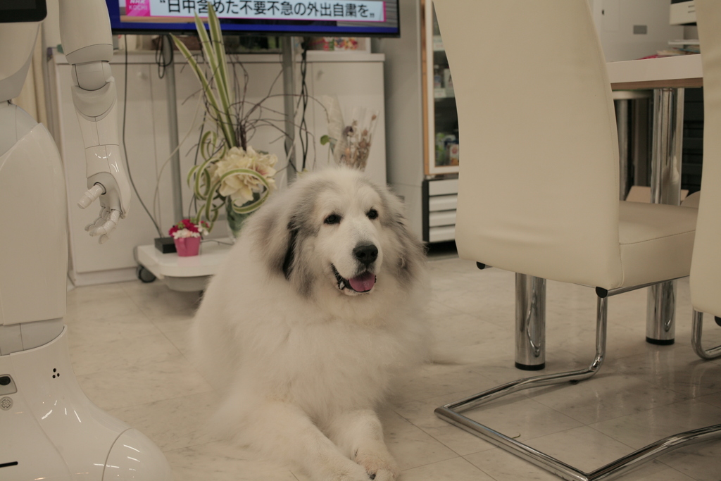 今日もお店番してるココ様