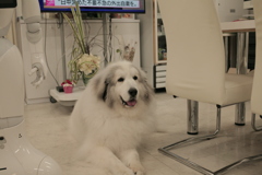 今日もお店番してるココ様