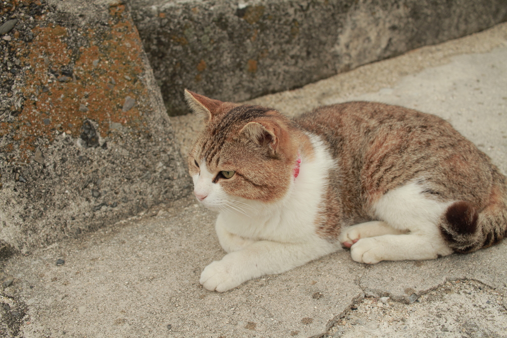 トム君けが治ってきた
