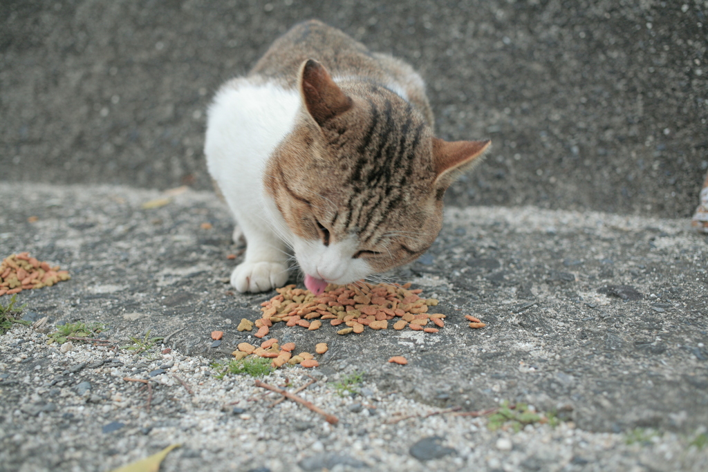 ごはんにありついたトム君