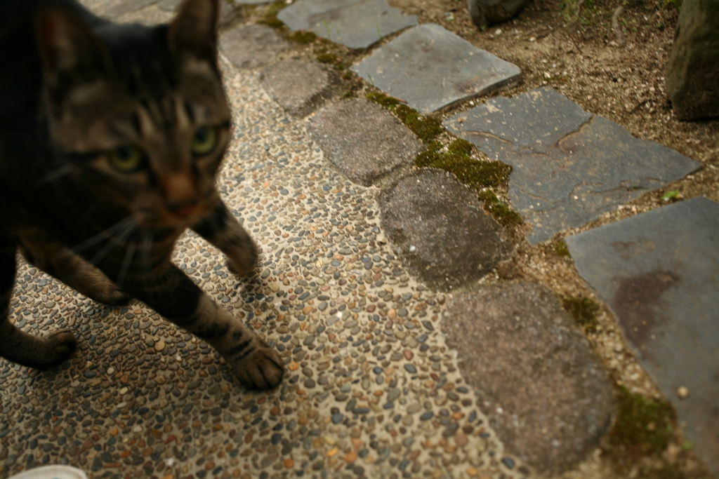 うちの庭にいた近所の猫