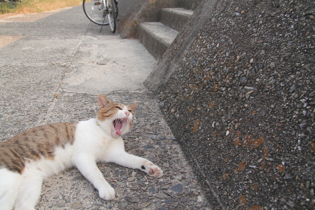 大あくびのトム君