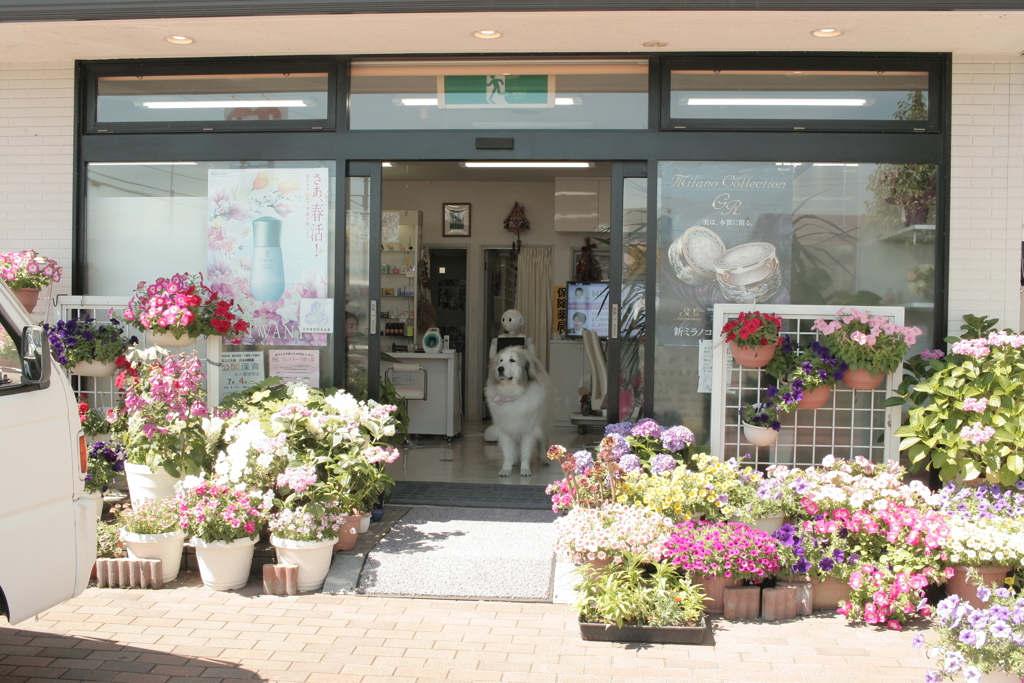 お店番してるココさん