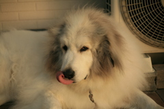 今日もいつも通り番犬してるココさん