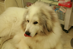 今日もお店番してるココ様