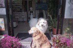 みゅうちゃんとココさん　フィルムにて