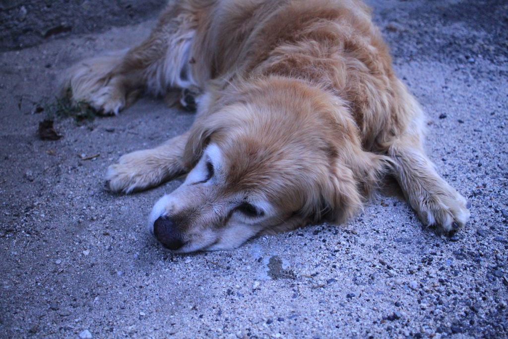 お宿番してるみゅうちゃん