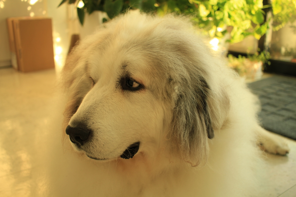 ご飯の時間が気になるココさん