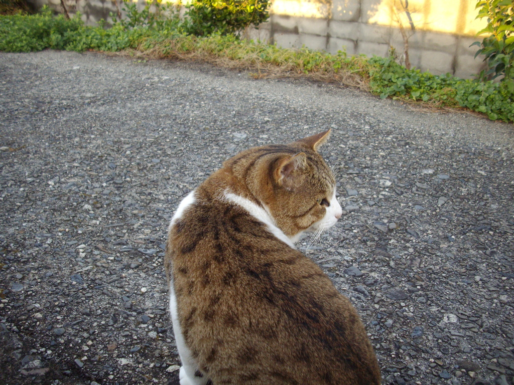 今日も元気なトム君